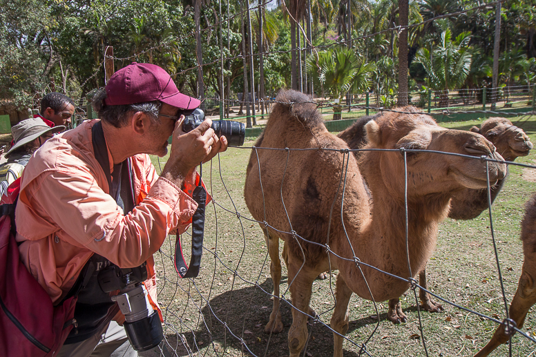 Bob photographing camels